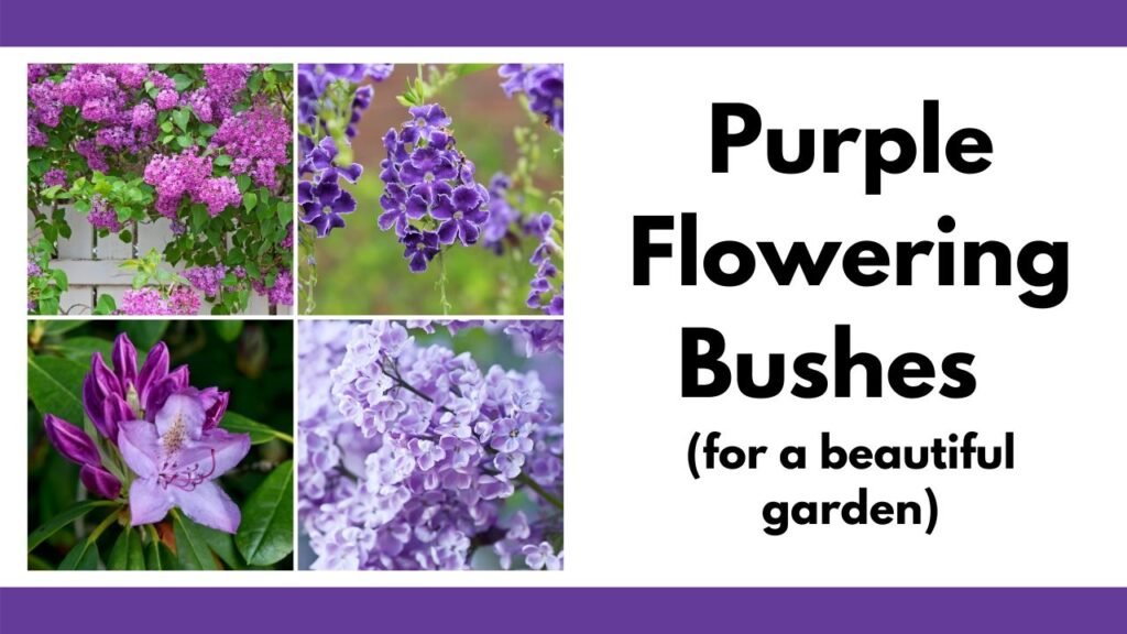 9 Stunning Purple Bushes For A Beautiful Garden Together Time Family