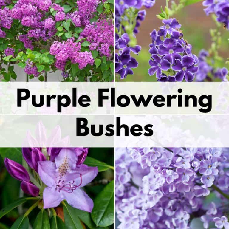 9+ Stunning Purple Bushes for a Beautiful Garden