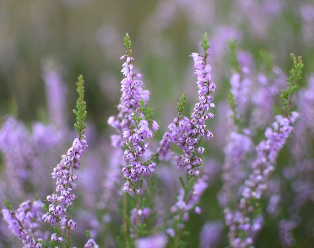 A closeup of purple blooming heather. Heather has stalks of small bell shaped flowers.