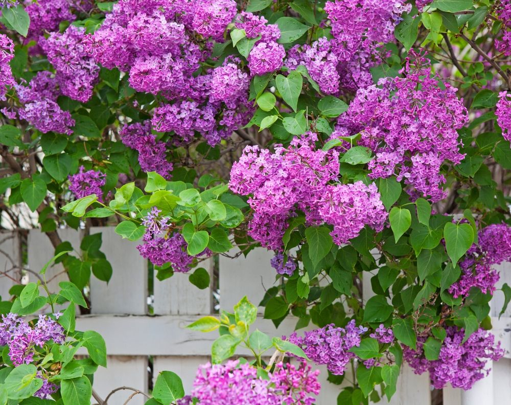 A flowering purple lilac bush on a white fence. The flowers are a bright pinkish-purple and the leaves are vibrant green.