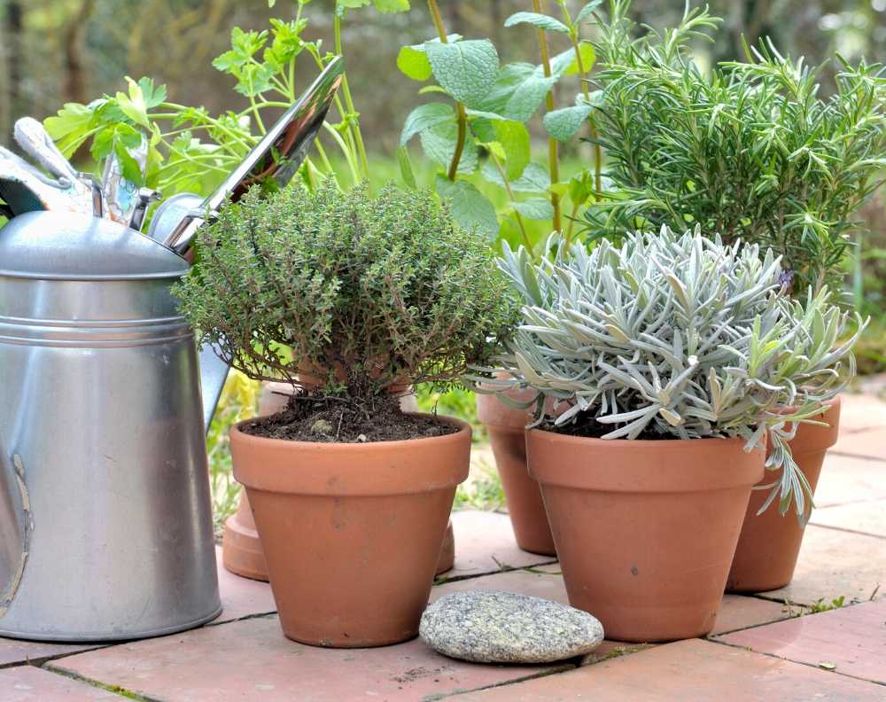 Clay pots growing thyme, lavender, rosemary, mint, and parsley. They are on a clay tile patio with a galvanized watering can.