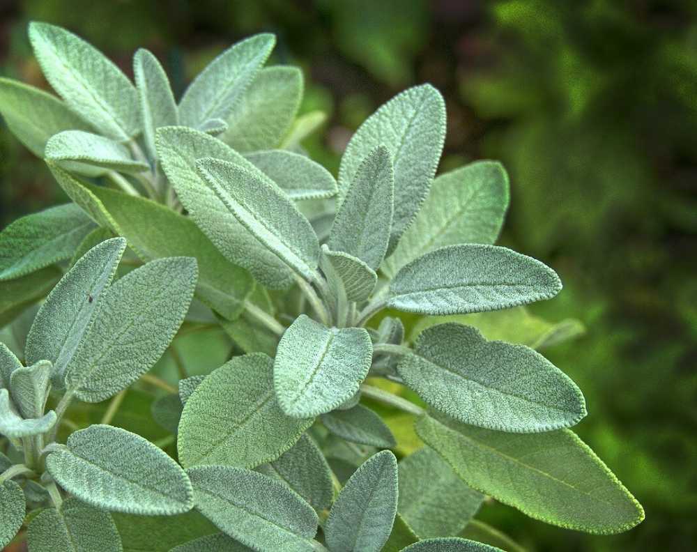 A close up view of a growing silver sage plant. Sage has thick, velvety leaves that are long, fairly narrow, and come to a rounded point