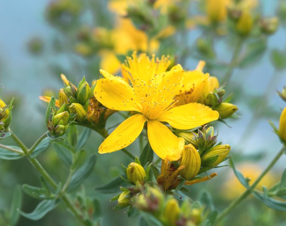 Yellow Flowering Bushes Shrubs