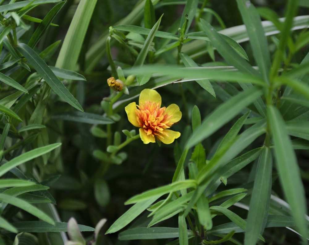 A flowering tarragon plant. Tarragon has long, narrow leaves and yellow/orange flowers with five petals