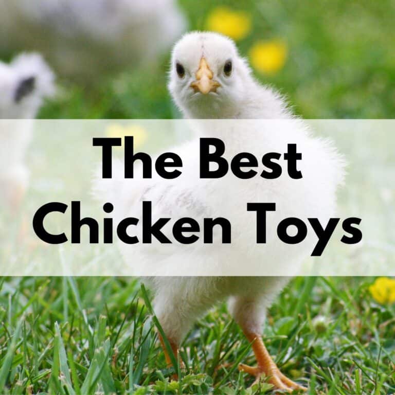 The Best Chicken Toys for a Happy, Healthy Flock