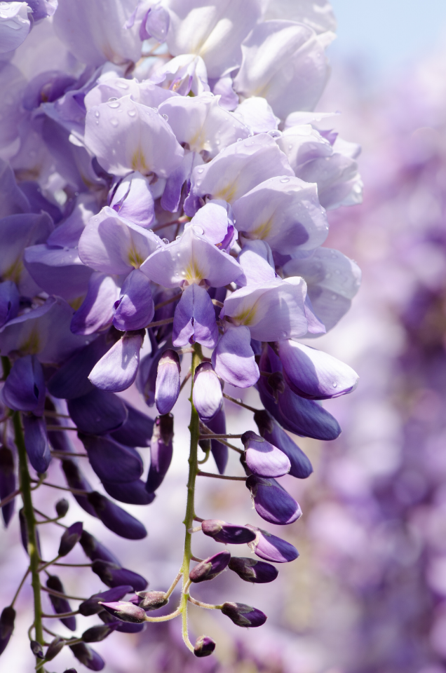 A close up of flowering wisteria. Wisteria is related to the pea plant family so the blossoms resemble purple pea blssoms.