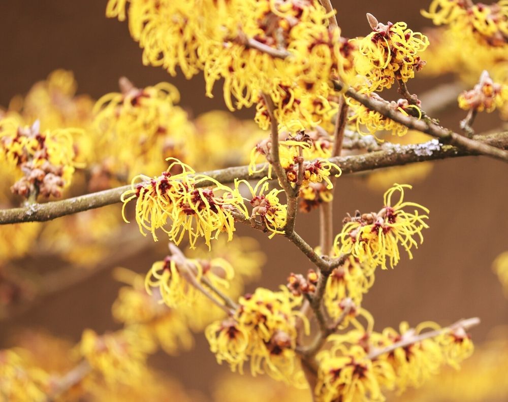 A close up of a flowering witch hazel bush. The flowers are yellow and have petals that look like strings of yellow yarn