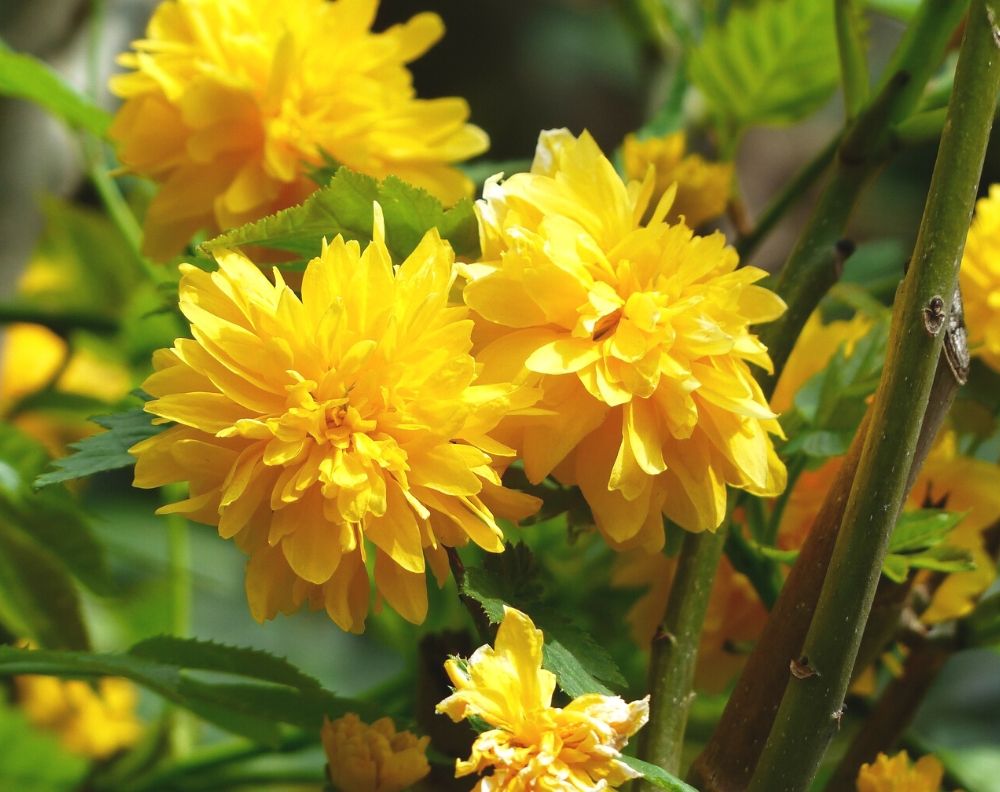 A close up of a flowering yellow Japanese rose bush. The flowers are loose and fluffy. The plant is covered in large yellow blossoms