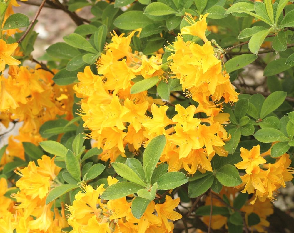 a close up of a yellow flowering azalea. The blossoms grow in cluster and the leaves are visible. 