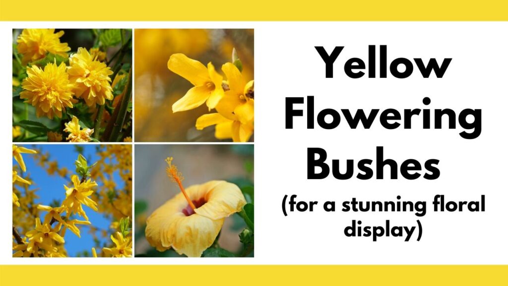 11 Stunning Yellow Flowering Bushes Shrubs Low Maintenance Beautiful Together Time Family