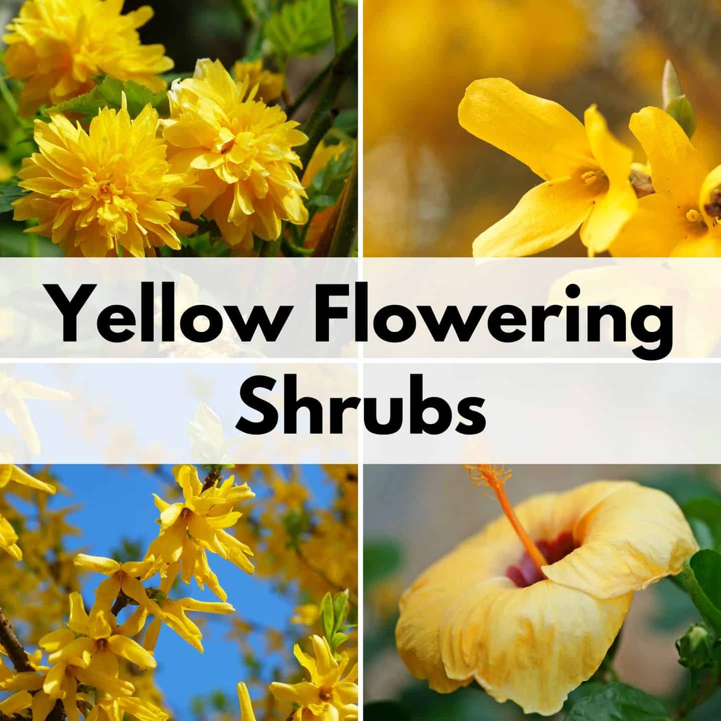 20 Stunning Yellow Flowering Bushes & Shrubs low maintenance ...