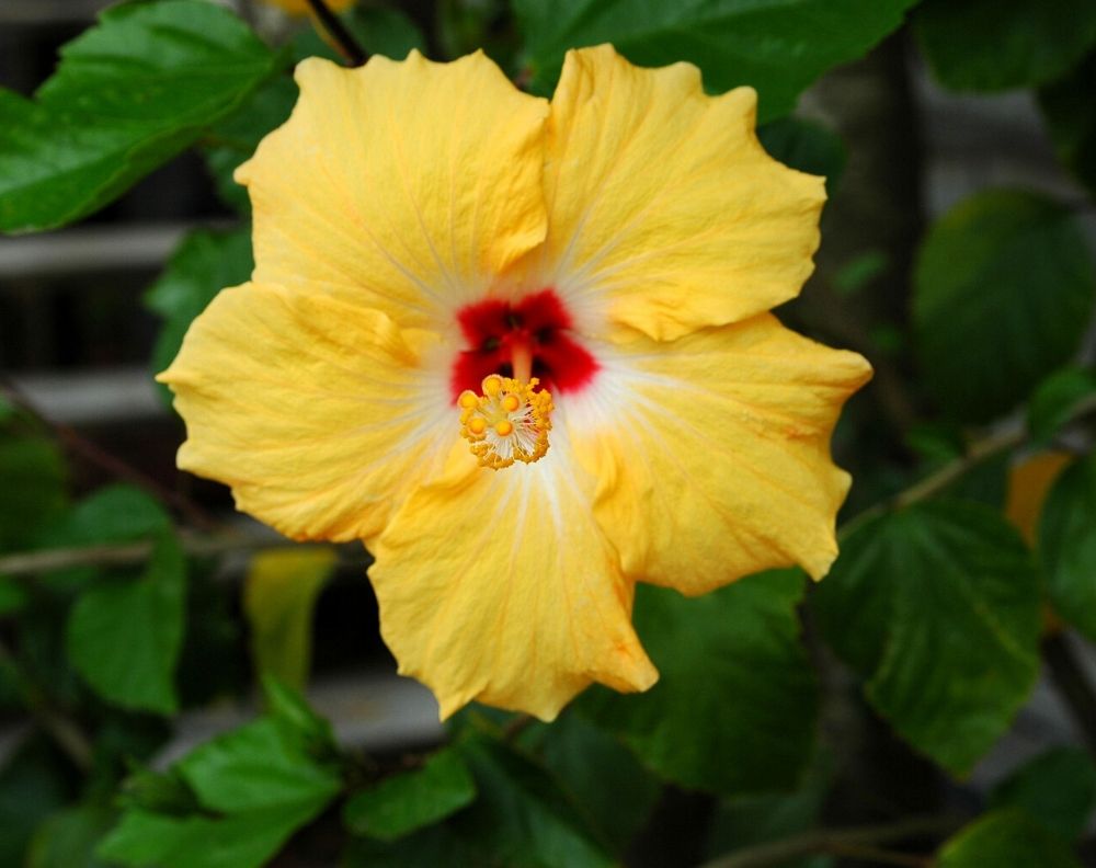 A close up front on view of a yellow hibiscus flower with a red center