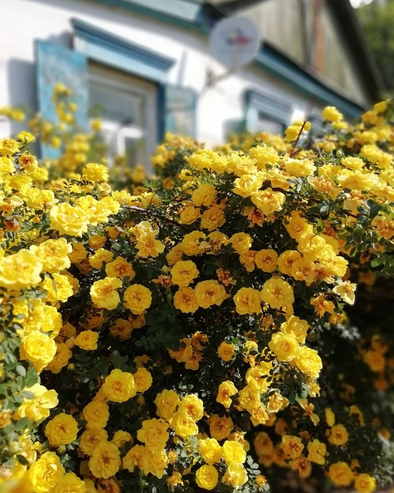 A flowering yellow rose bush. A house is out of focus and barely visible in the background.