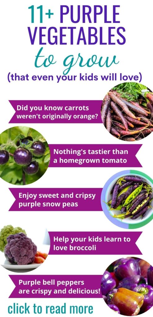 Test "11+ purple vegetables to grow (that even your kids will love) with an infographic style post with circles and banners showing carrots, tomatoes, peas, broccoli, and bell peppers. Text on the banners reads "Did you know carrots weren't originally orange? Nothing's tastier than a homegrown tomato. Enjoy sweet and crispy purple snow peas. Help your kids learn to love broccoli. Purple bell peppers are crispy and delicious!"