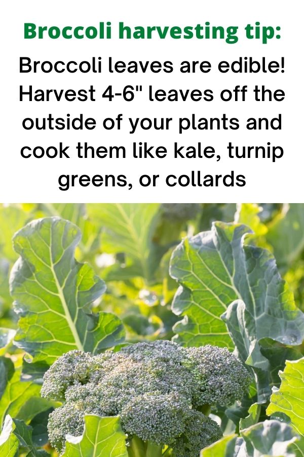 text "broccoli harvesting tip: Broccoli leaves are edible! Harvest 4-6" leaves off the outside of your plants and cook them like kale, turnip greens, or collards." Below is a picture of backlight broccoli greens around a broccoli crown.