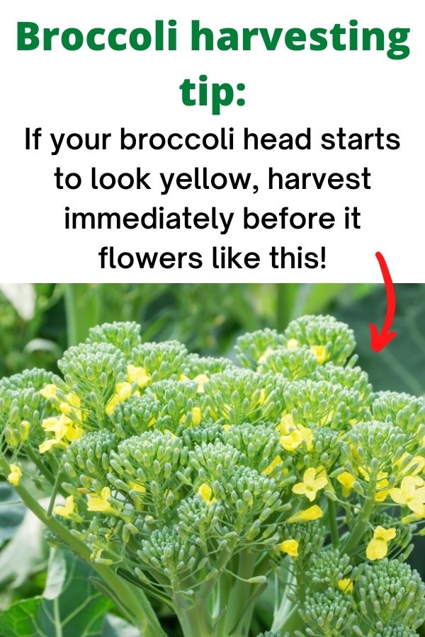 Text 'broccoli harvesting tip: if your broccoli head starts to look yellow, harvest immediately before it flowers like this!' Below is a picture of a broccoli head with loose buds and yellow flowers