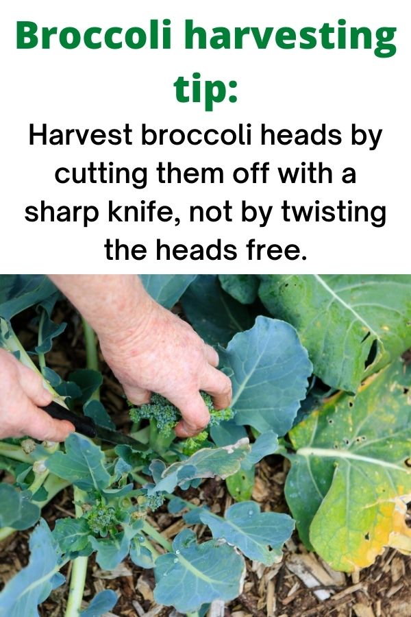 text "Broccoli harvesting tip: Harvest broccoli heads by cutting them off with a sharp knife, not twisting the heads free" Below is picture of hands cutting a broccoli head off at the base using a sharp knife.