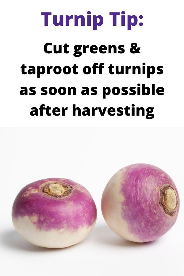 How to Harvest and Store Turnips Quick & Easy to Grow Veggies for