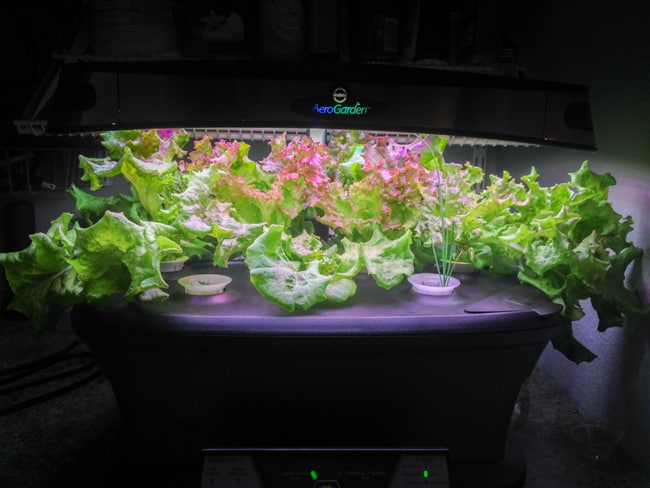 lettuces and chives growing in an AeroGarden. Because of the bright LED lights, everything else is virtually black. Only the light, plants, and illuminated "AeroGarden" logo are truly visible.