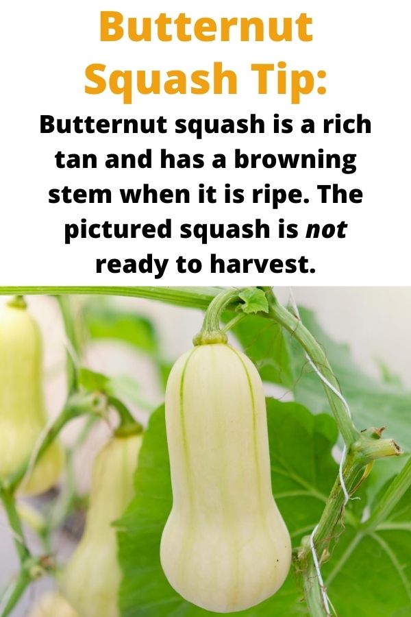 Text "butternut squash tip" Butternut squash is a deep tan and has a browning stem when it is ripe. The pictured squash are not ready to harvest." below is a picture of pale green butternut squash hanging from a vine