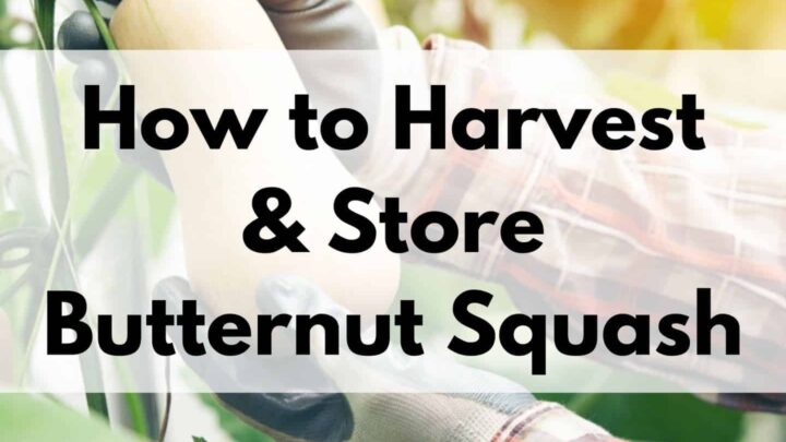 text overlay "how to harvest and store butternut squash" over a picture of gloved hands picking a butternut squash off a vine
