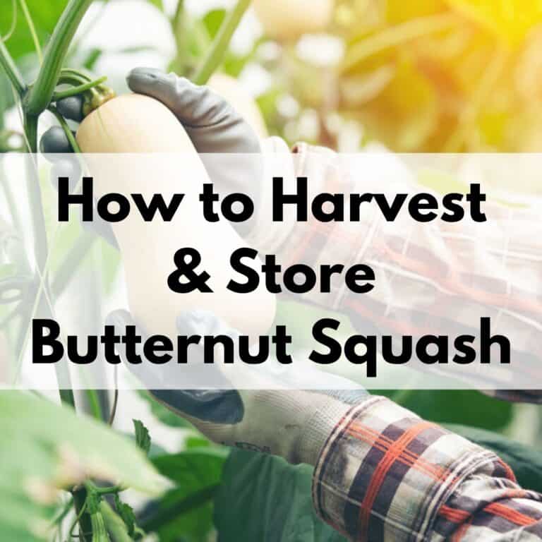 text overlay "how to harvest and store butternut squash" over a picture of gloved hands picking a butternut squash off a vine