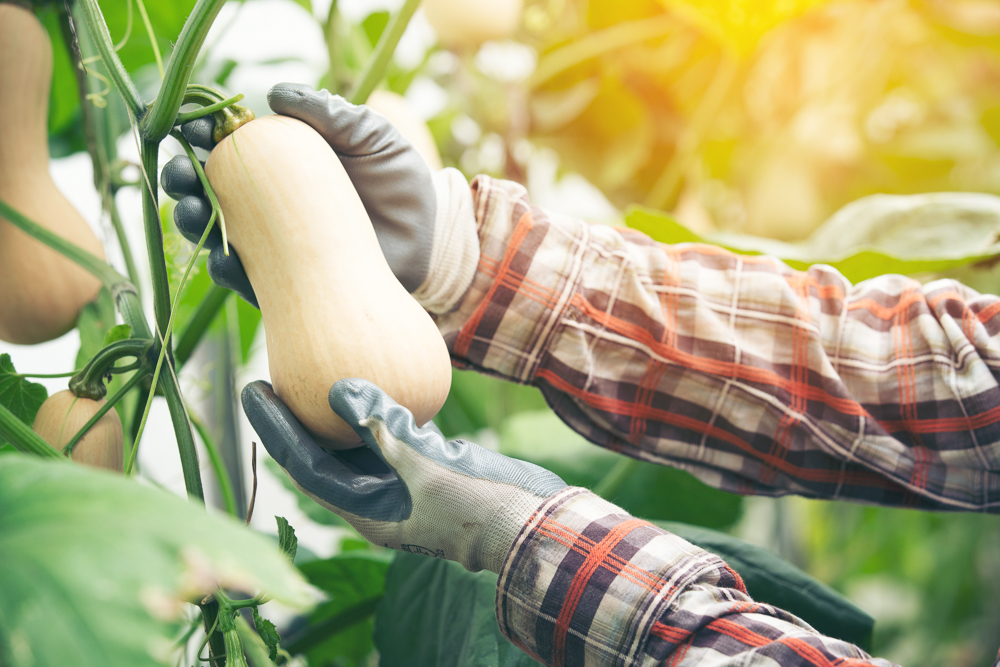 Gloved hands picking a butternut squash off a vine. The person's arms are covered in a grey and red flannel shirt. Their body and face are not visible. 