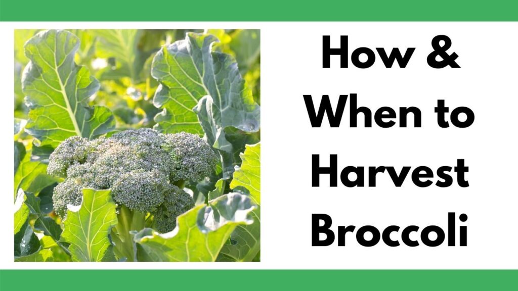 text "how & when to harvest broccoli" on the right with a backlight photo of a small head of broccoli growing in leaves on the left.