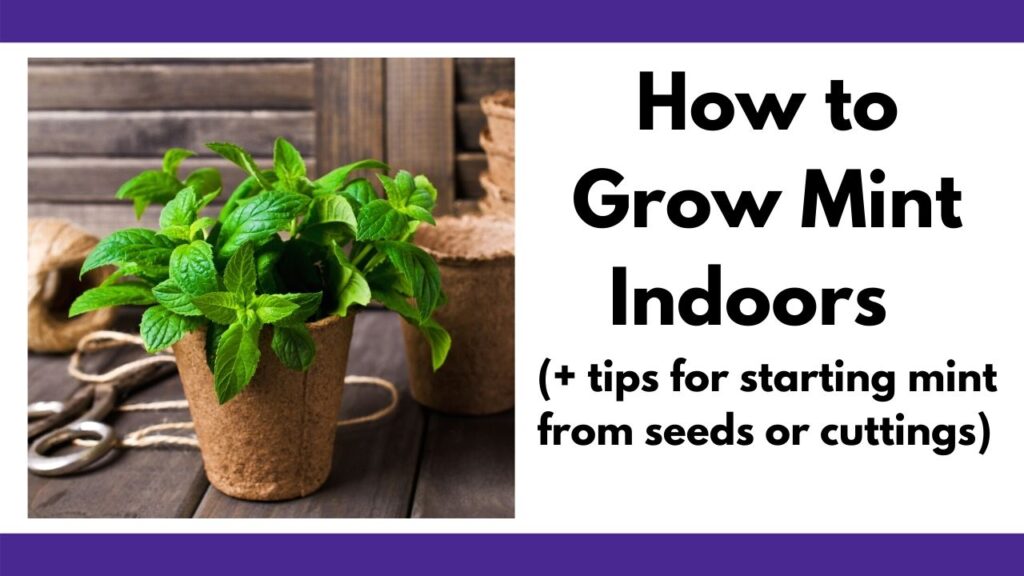 text "how to grow mint indoors (+ tips for starting mint form seeds or cuttings). On the left is a bright green peppermint plant in a peat pot on a wood table. Twine and scissors are visible in the background.