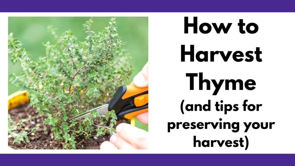 text "how to harvest thyme (and tips for preserving your harvest) on the right. On the left is a closeup of a thyme plant with hands holding a pair of black and orange gardening snips.