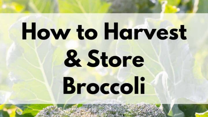 text "how to harvest and store broccoli" overlay on a backlit closeup photo of broccoli heads and leaves in a garden