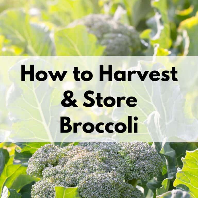 text "how to harvest and store broccoli" overlay on a backlit closeup photo of broccoli heads and leaves in a garden