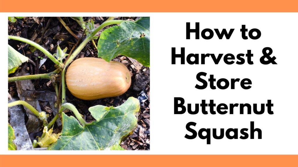 Text "how to harvest & store butternut squash" on the right. On the left is a butternut squash growing on a vine.