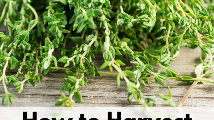 text overlay "how to harvest & store thyme" on a bundle of thyme placed on a wood background