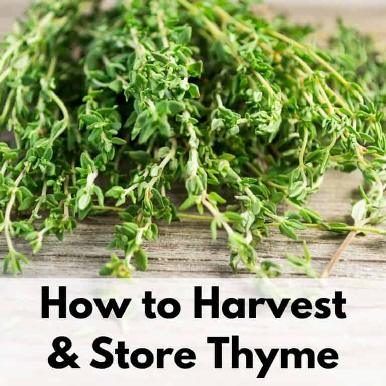 text overlay "how to harvest & store thyme" on a bundle of thyme placed on a wood background