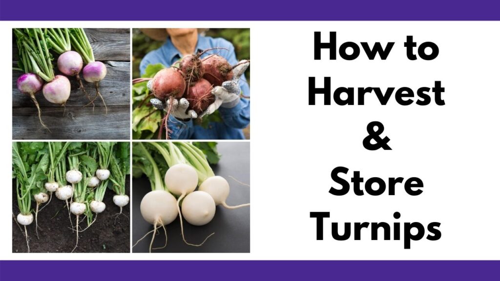 text "how to harvest and store turnips" next to an image collage of four pictures of turnips. The top two photos feature purple top turnips and the bottom two pictures have white turnips