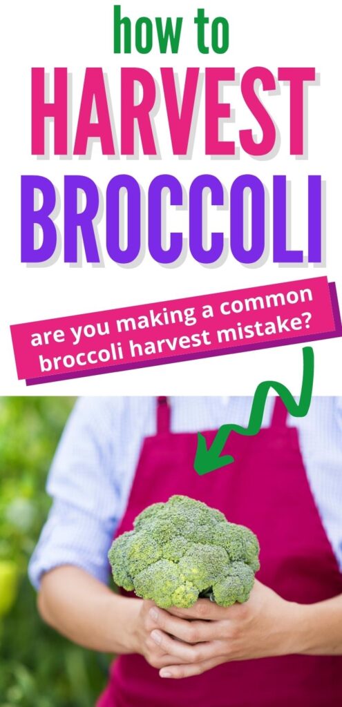 text "how to harvest broccoli - are you making a common broccoli harvest mistake?" Below is a close up of a person's hands holding a broccoli crown. Their torso is visible in the background wearing a blue shirt and magenta apron.