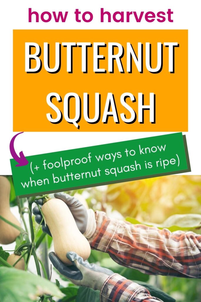 text "how to harvest butternut squash -> (+ foolproof ways to know when butternut squash is ripe)" above a photo of gloved hands picking a butternut squash off a vine.