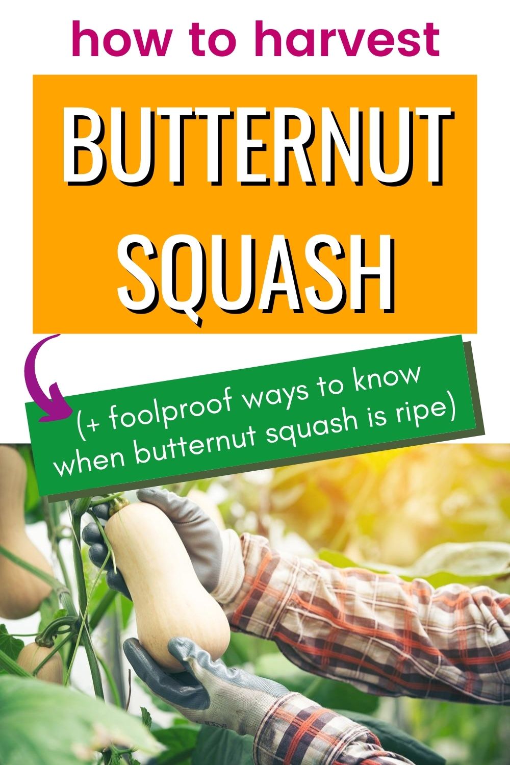 When to Harvest Butternut Squash - Together Time Family