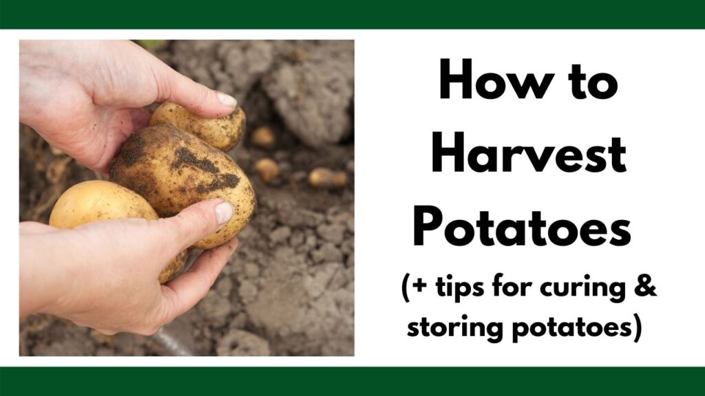 text "how to harvest potatoes (+ tips for curing & storing potatoes" on the right. On the left are hands holding three freshly dug potatoes. 