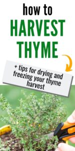 harvest thyme plant