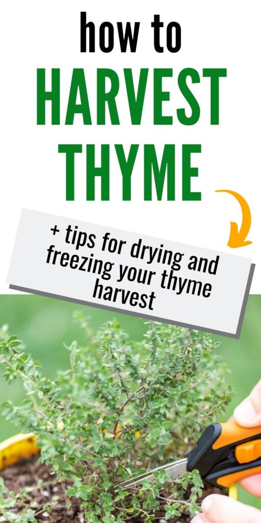 text "how to harvest thyme + tips for drying and freezing your thyme harvest." Below the text is a closeup image of a thyme plant and a woman's hands holding black and orange small gardening snips