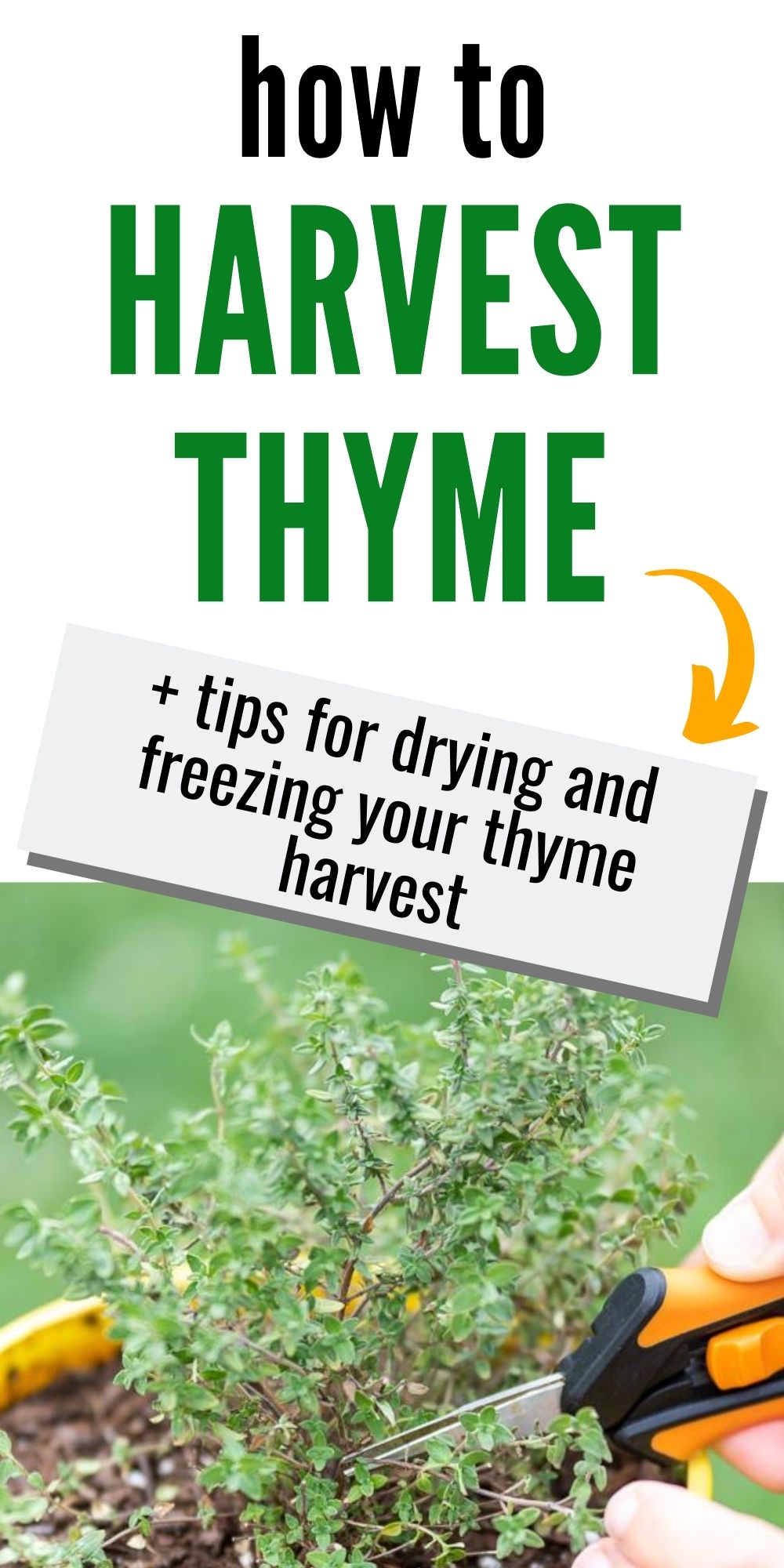 harvest thyme menu