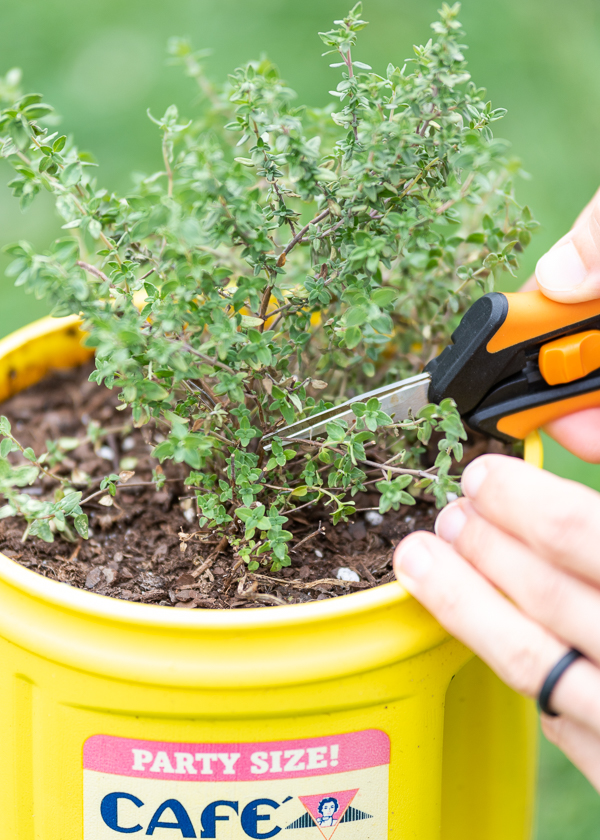 A closeup of a pair of orange garden snips cutting a thyme plant. The plant is in a yellow coffee can.