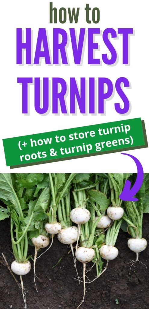 text "how to harvest turnips + how to store turnip roots & turnip greens" with a purple arrow pointing at a picture of freshly picked white turnips with roots and leaves still attached.