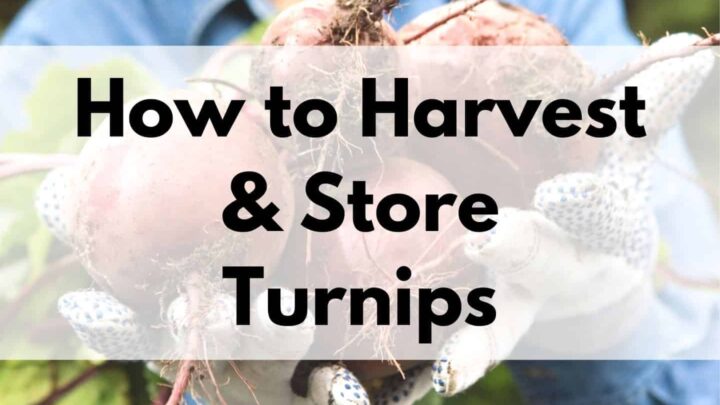 text overlay "how to harvest & store turnips" over a picture of a gardener's gloved hands holding freshly harvested turnips