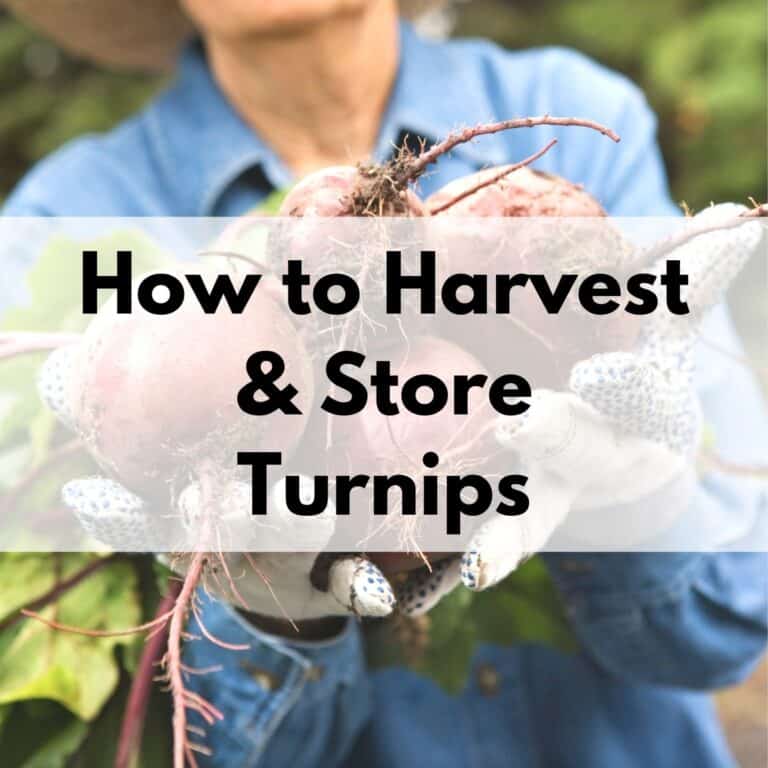 text overlay "how to harvest & store turnips" over a picture of a gardener's gloved hands holding freshly harvested turnips