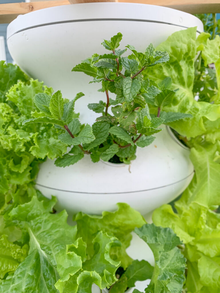 A close up of a white hydroponic grow tower. The tower is made from white plastic.The main plant in focus is a 6" peppermint plant with multiple branches. A variety of leafy green lettuces fill the rest of the frame. 