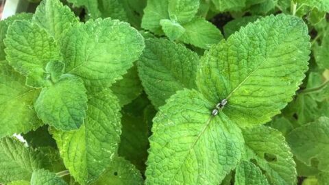 Image for Wrigley's Spearmint Mint Plant 