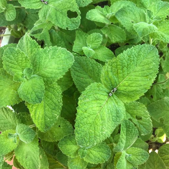 Growing Mint Indoors: Must-Know Tips for Growing Mint Inside - Together ...